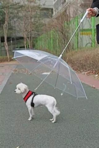Transparent Umbrella Leash for Dogs – Rain Protection with Chain Lead Hands-Free Walking