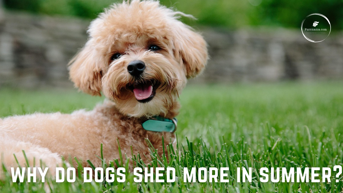 Why Do Dogs Shed More in Summer? Tips for Indian Pet Parents | Furrmama