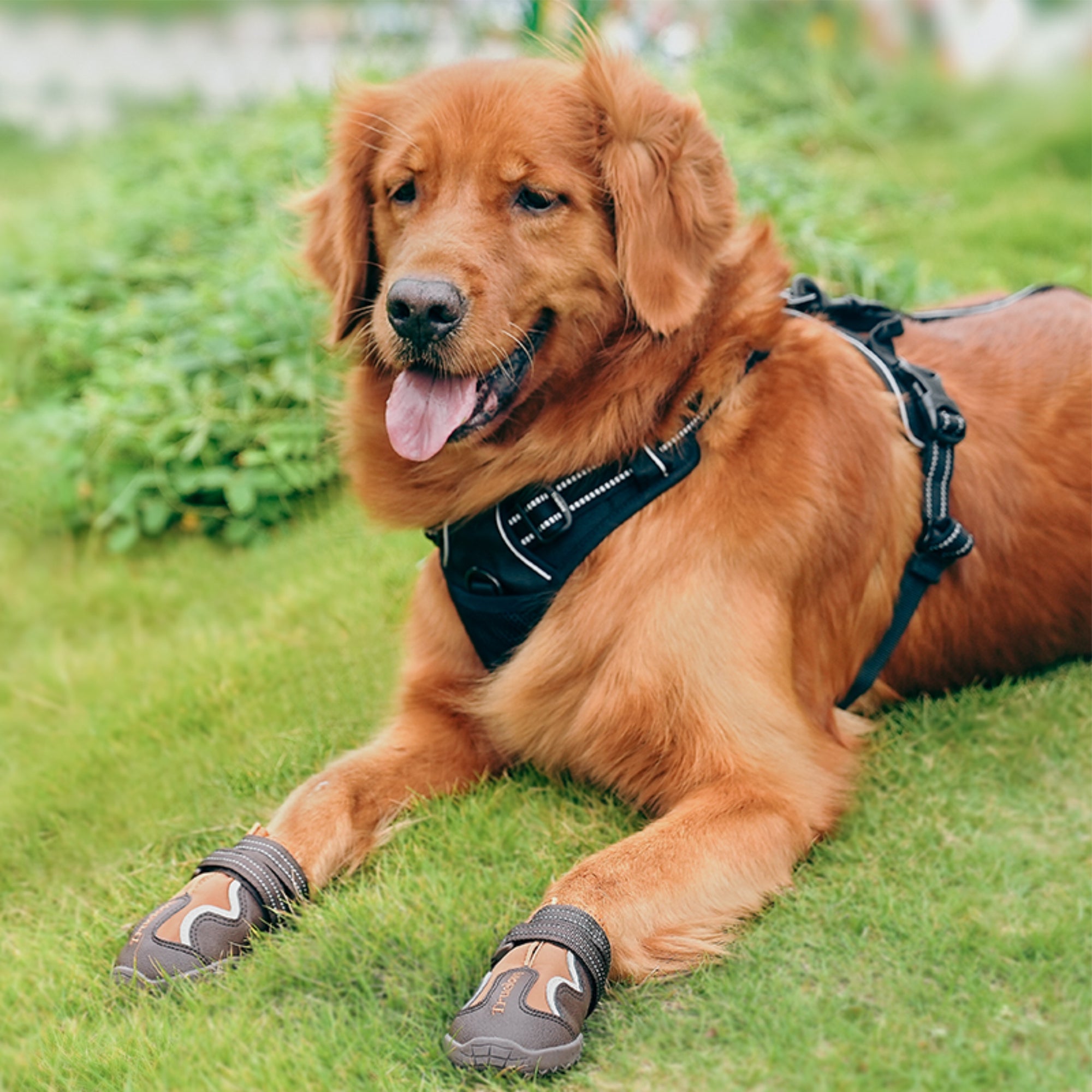 TRUELOVE WATER RESISTANCE DOG SHOES WITH TPR SOLE