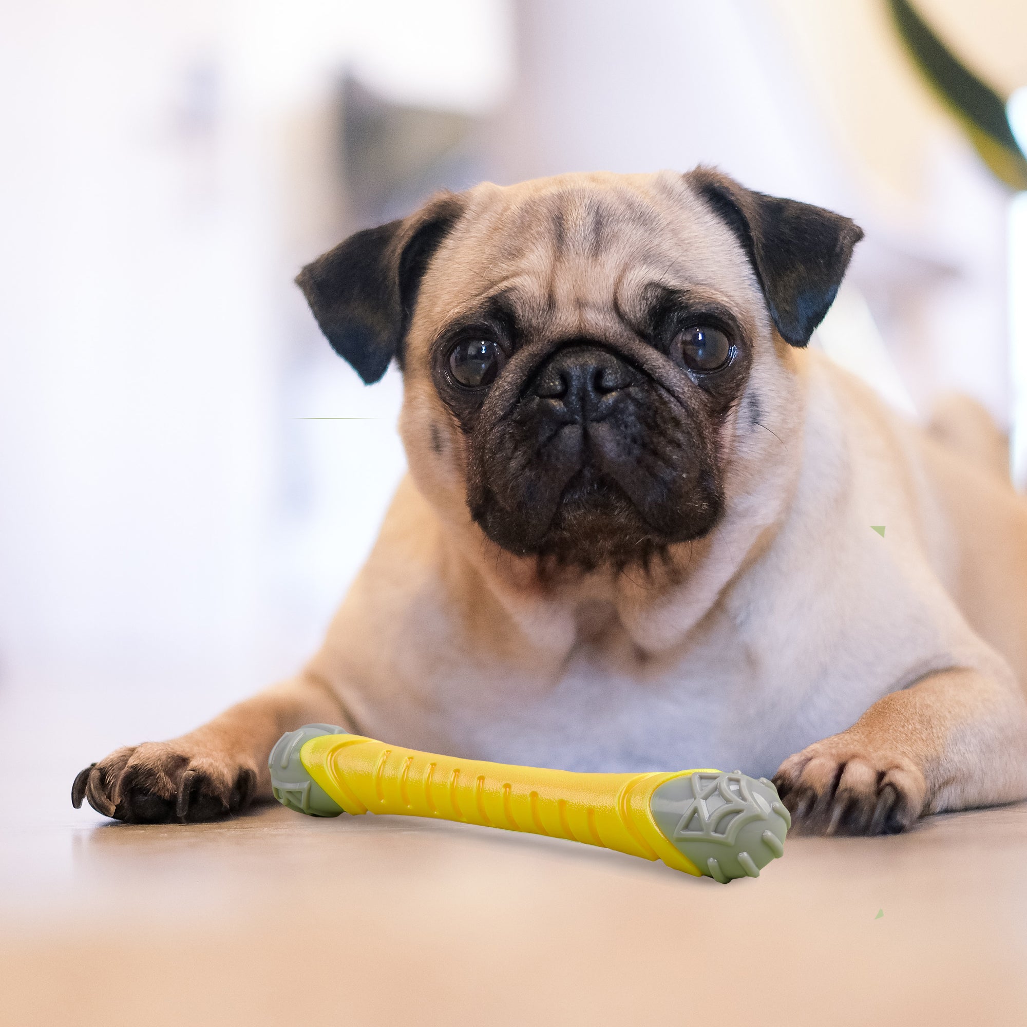 FOFOS Flexy Bone Chew Toy
