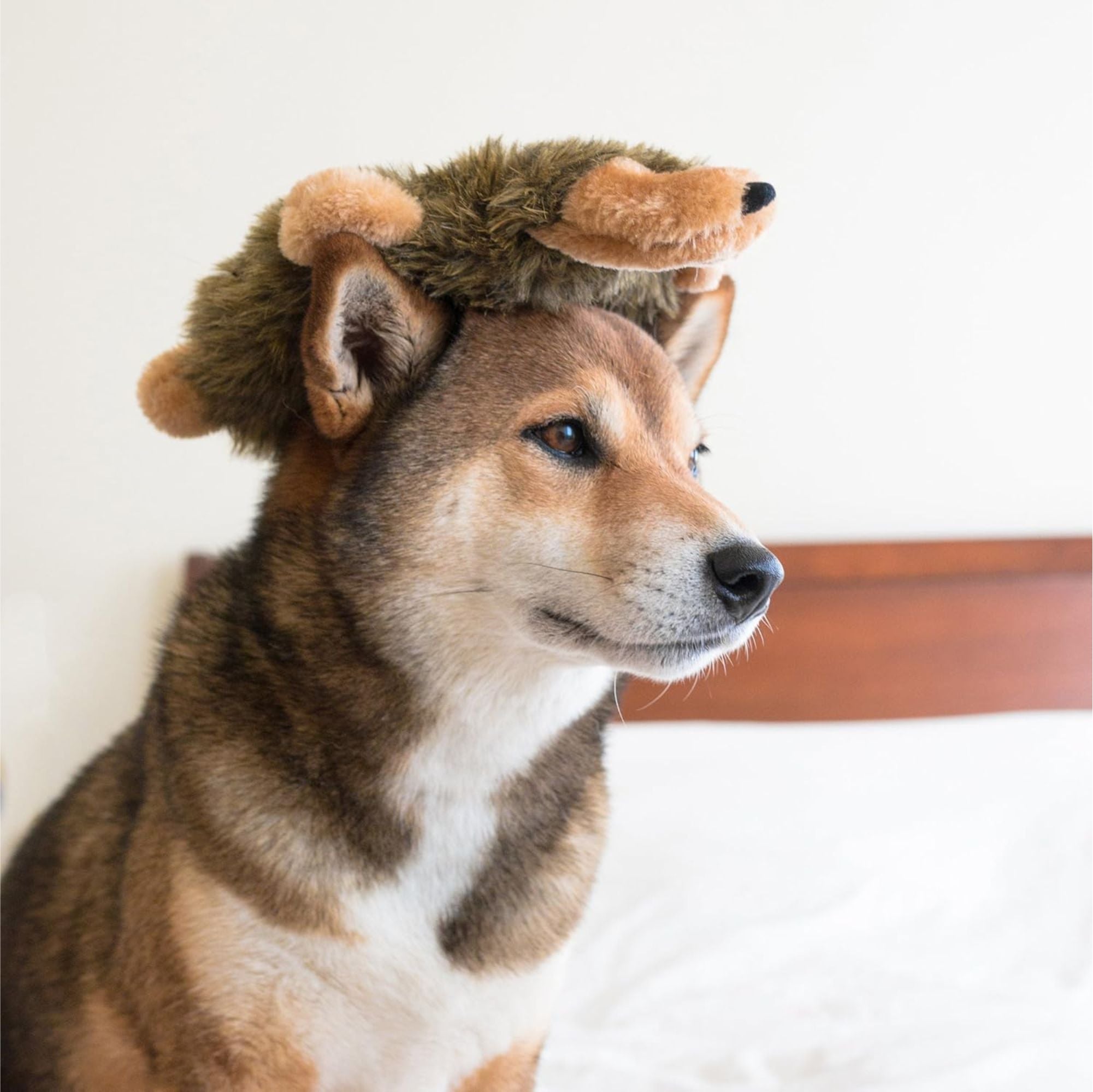 Zippy Paws Loopy - Hedgehog