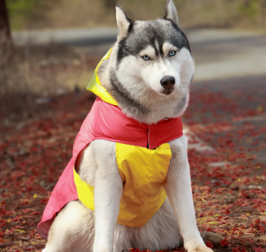 Dual Color Dog Raincoats – Waterproof & Adjustable Red - Yellow