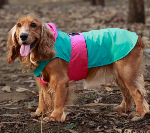 Dual Color Dog Raincoats – Waterproof & Adjustable Aqua-Pink