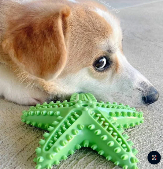 Star Teether – Squeaky Textured Chew Toy for Dogs