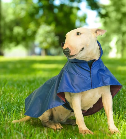 Solid Colour Dog Raincoat (Blue) – Lightweight & Water-Resistant