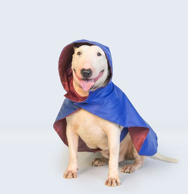 Solid Colour Dog Raincoat (Blue) – Lightweight & Water-Resistant
