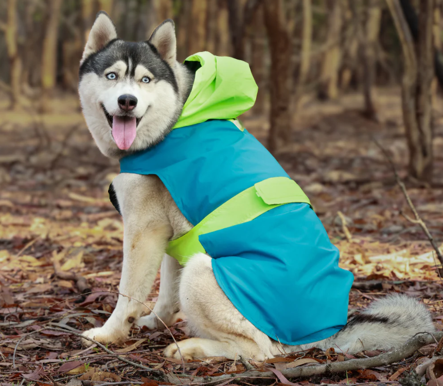 Dual Color Dog Raincoats – Waterproof & Adjustable - Neon Blue