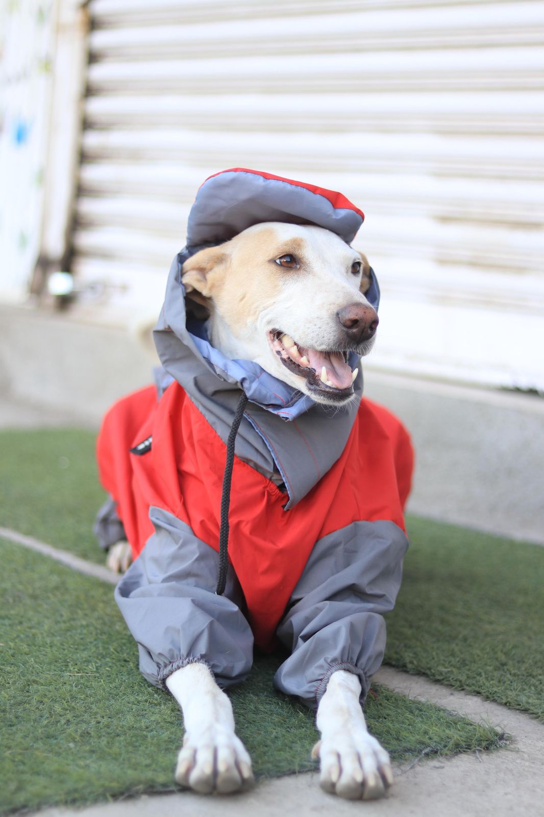 FurrMama Full Body Raincoat – Full Sleeves (Jumpsuit Style)