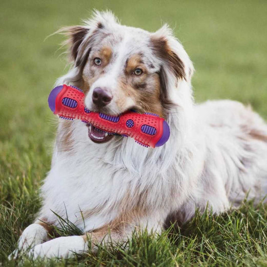 Toothbrush Stick – Dental Chew Toy for Dogs - Gigwi